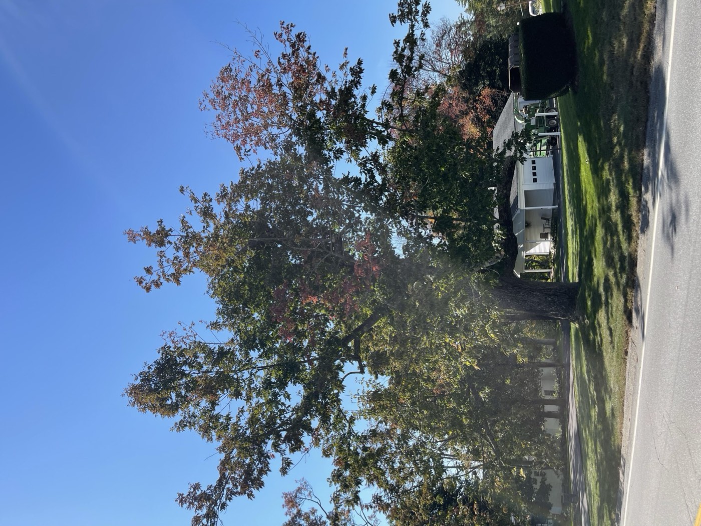 Ash trees in Carroll County NH
